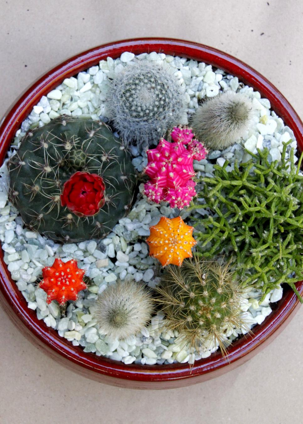 Flowers Cactus Arrangement