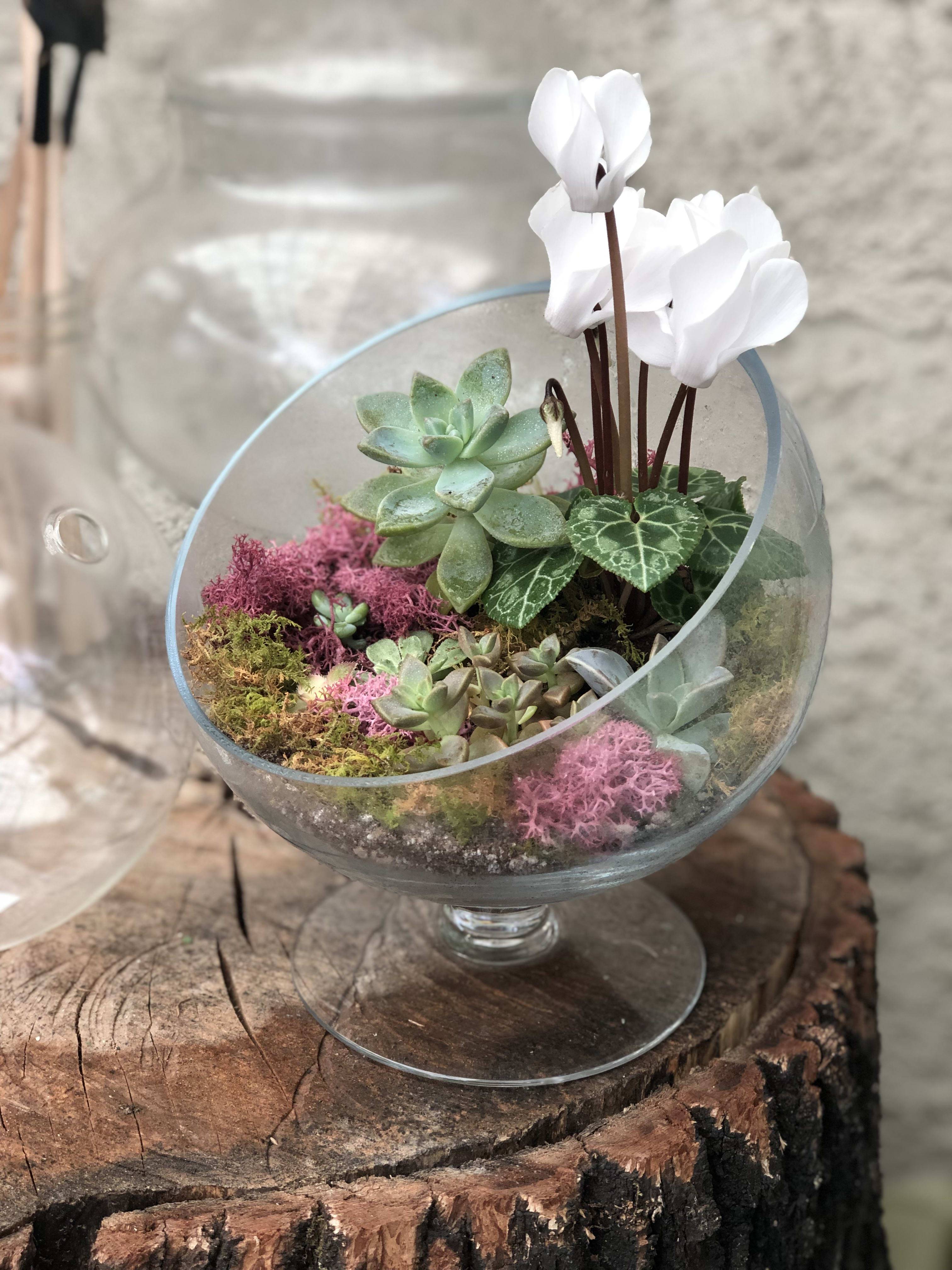 Of The Best Succulent Terrarium Ideas Organize With Sandy