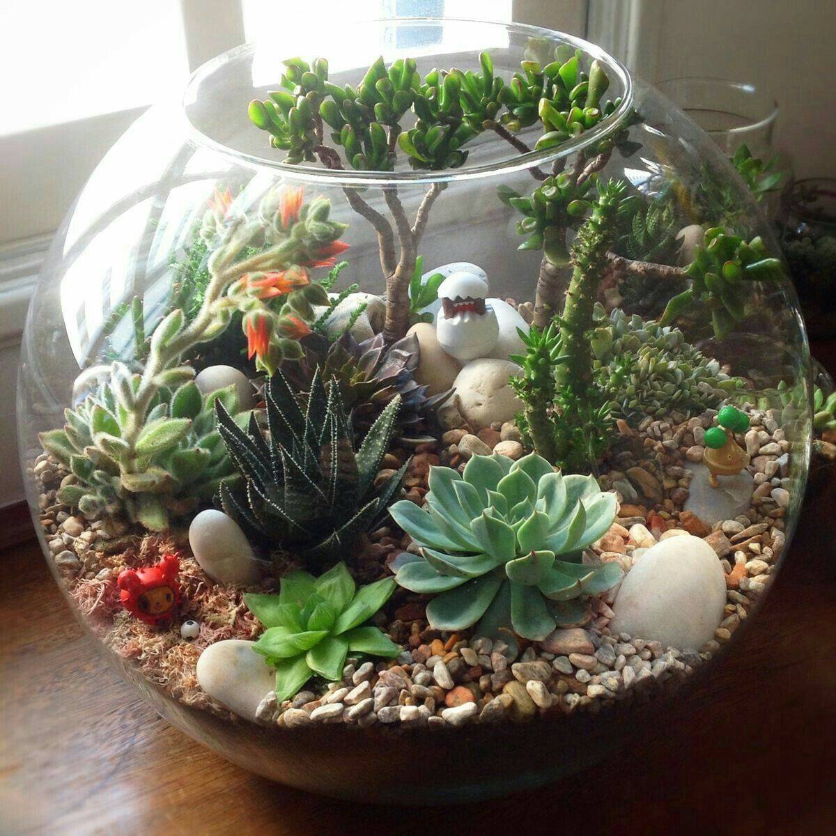Succulent Terrarium