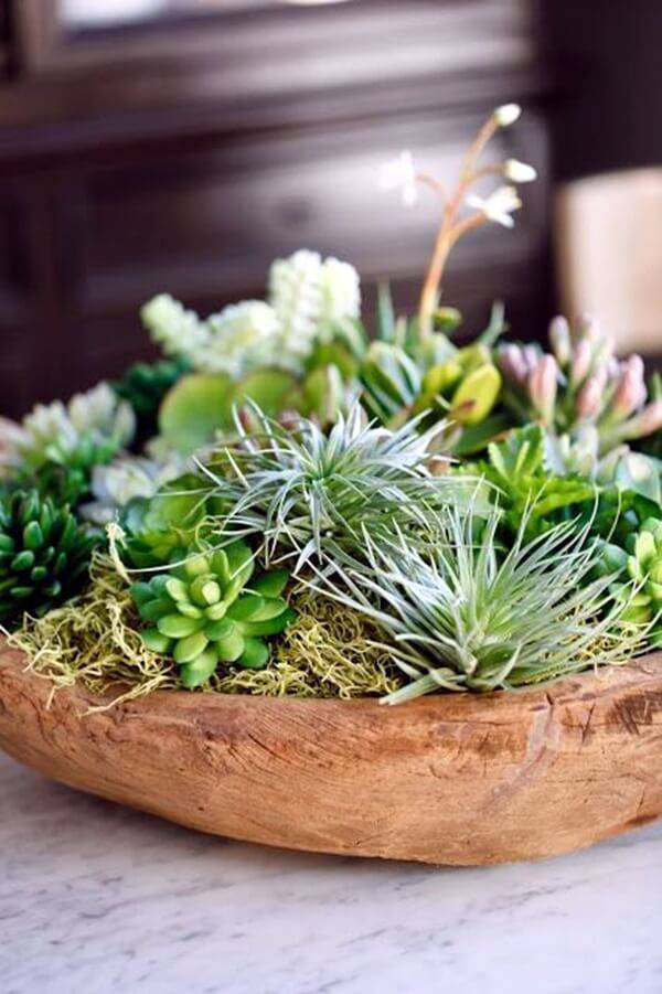 Gorgeous Succulent Plants Ideas