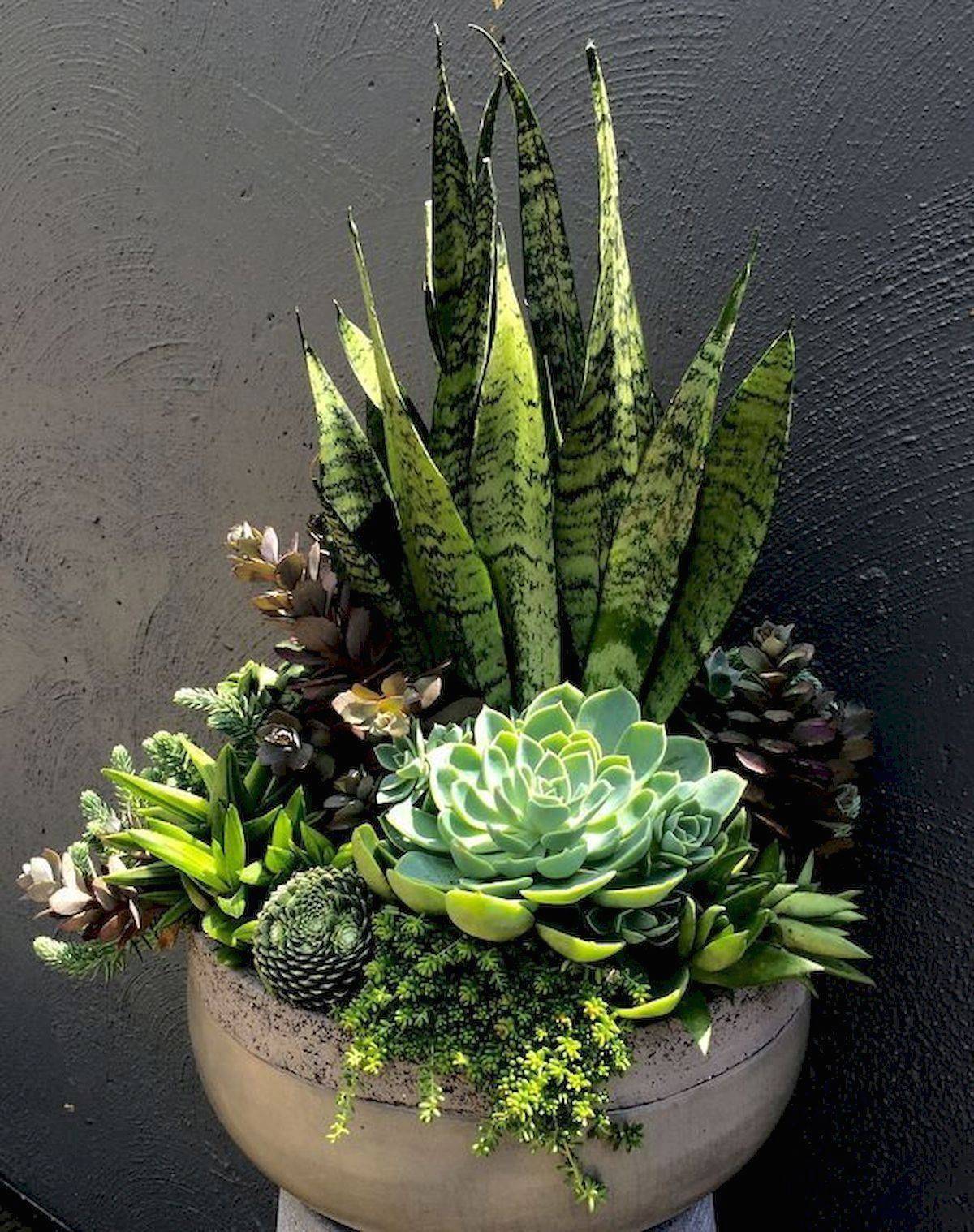 Best Succulent Garden Ideas