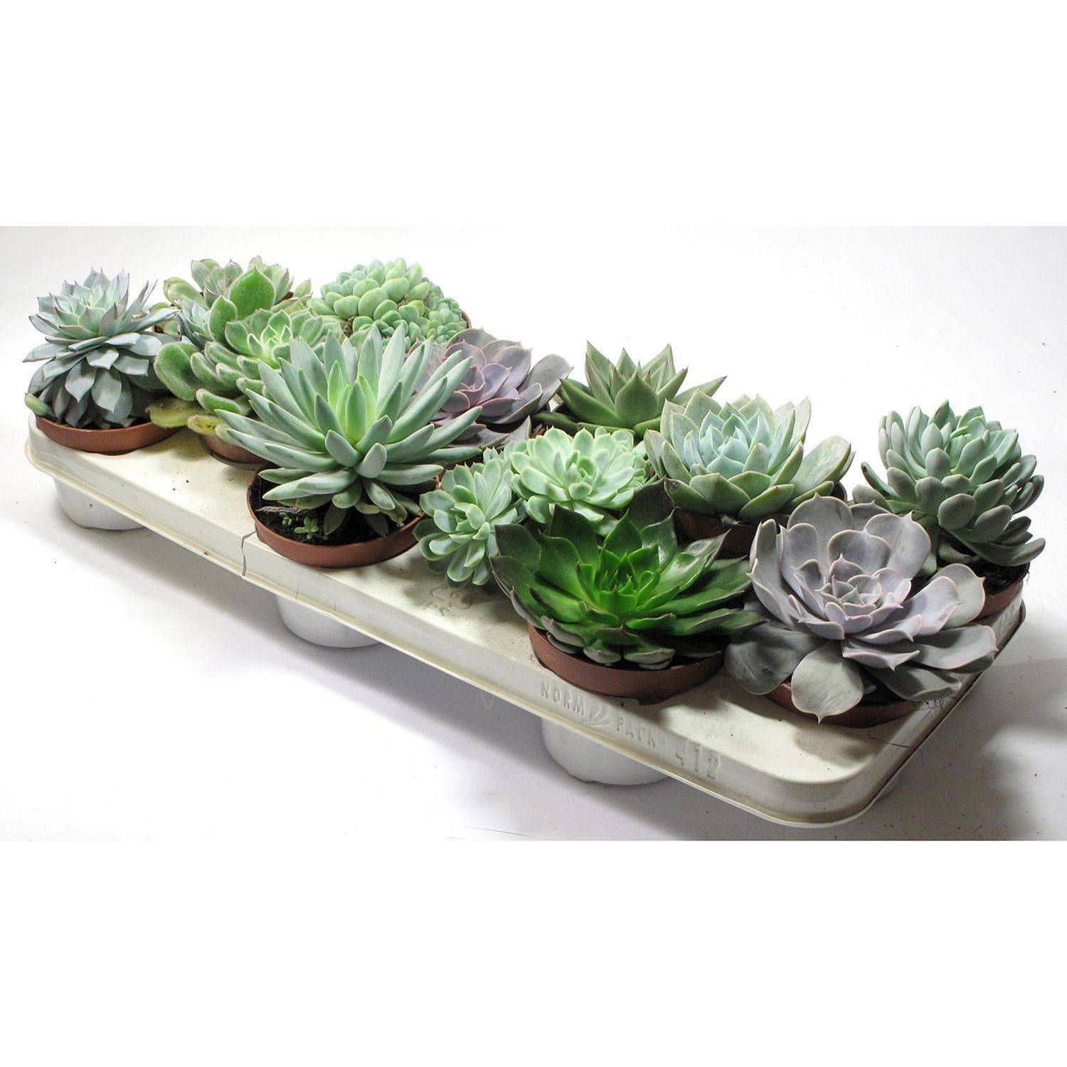 Indoor Fairy Gardens