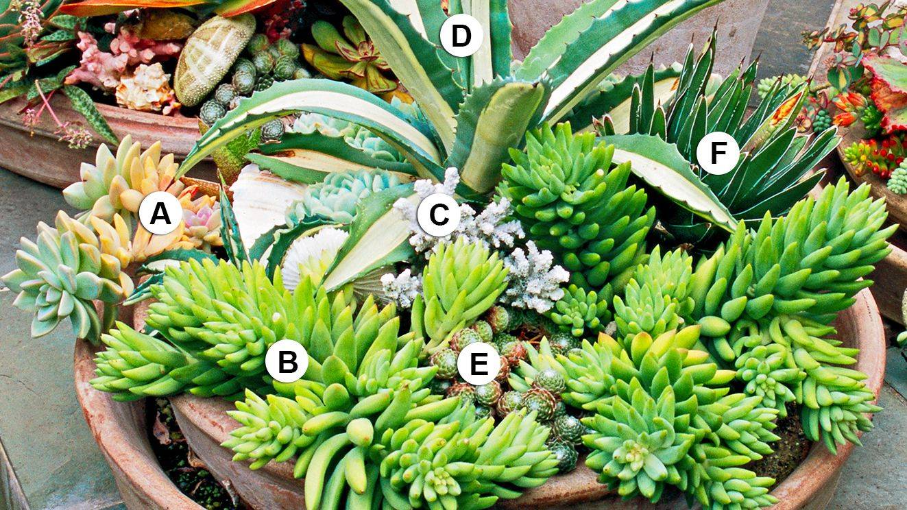 Best Succulent Garden Ideas