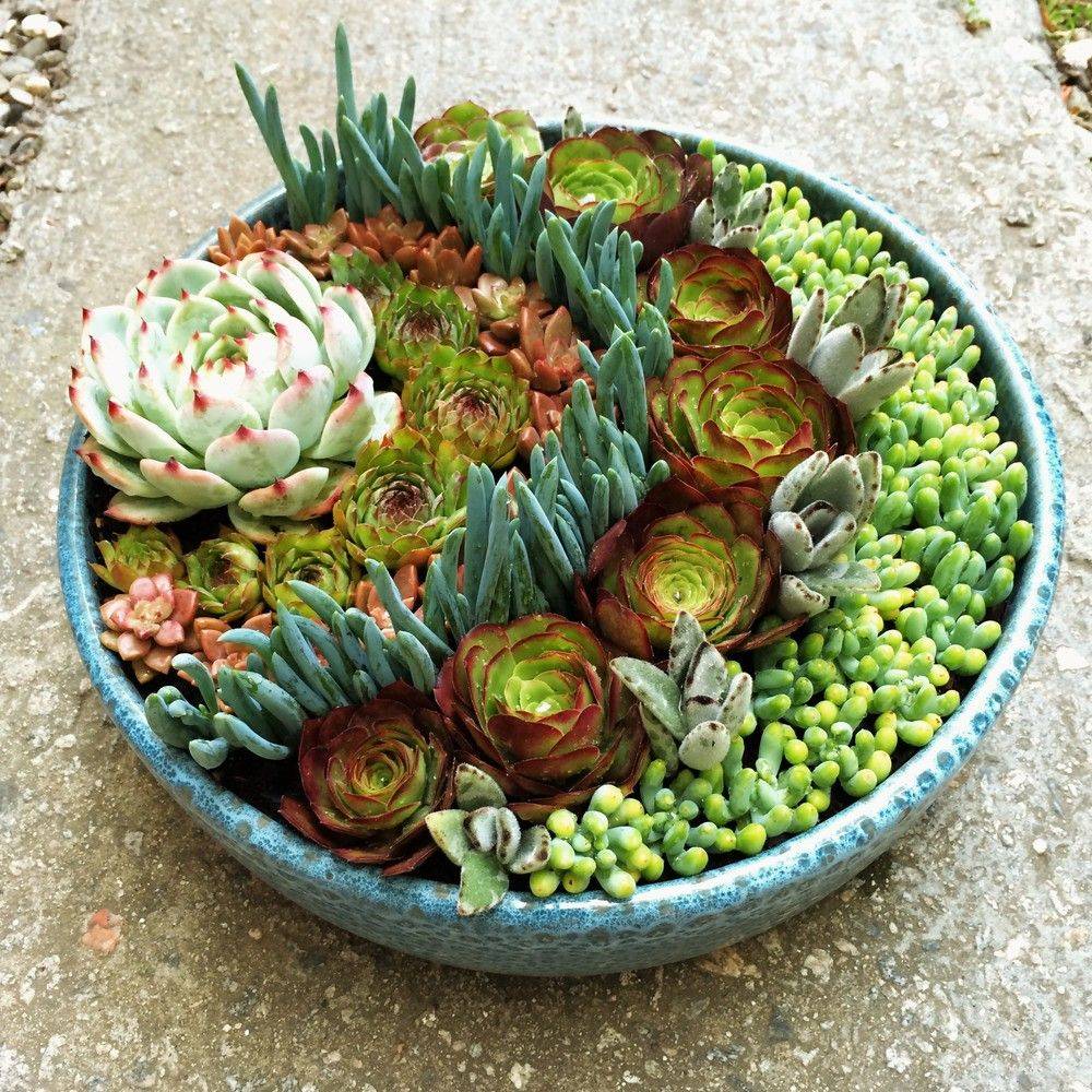 Cactus Dish Garden
