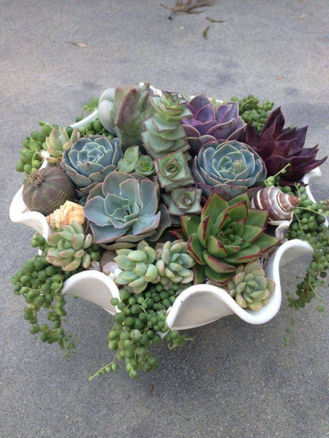 Indoor Succulent Dish Garden Ideas Succulent Plant