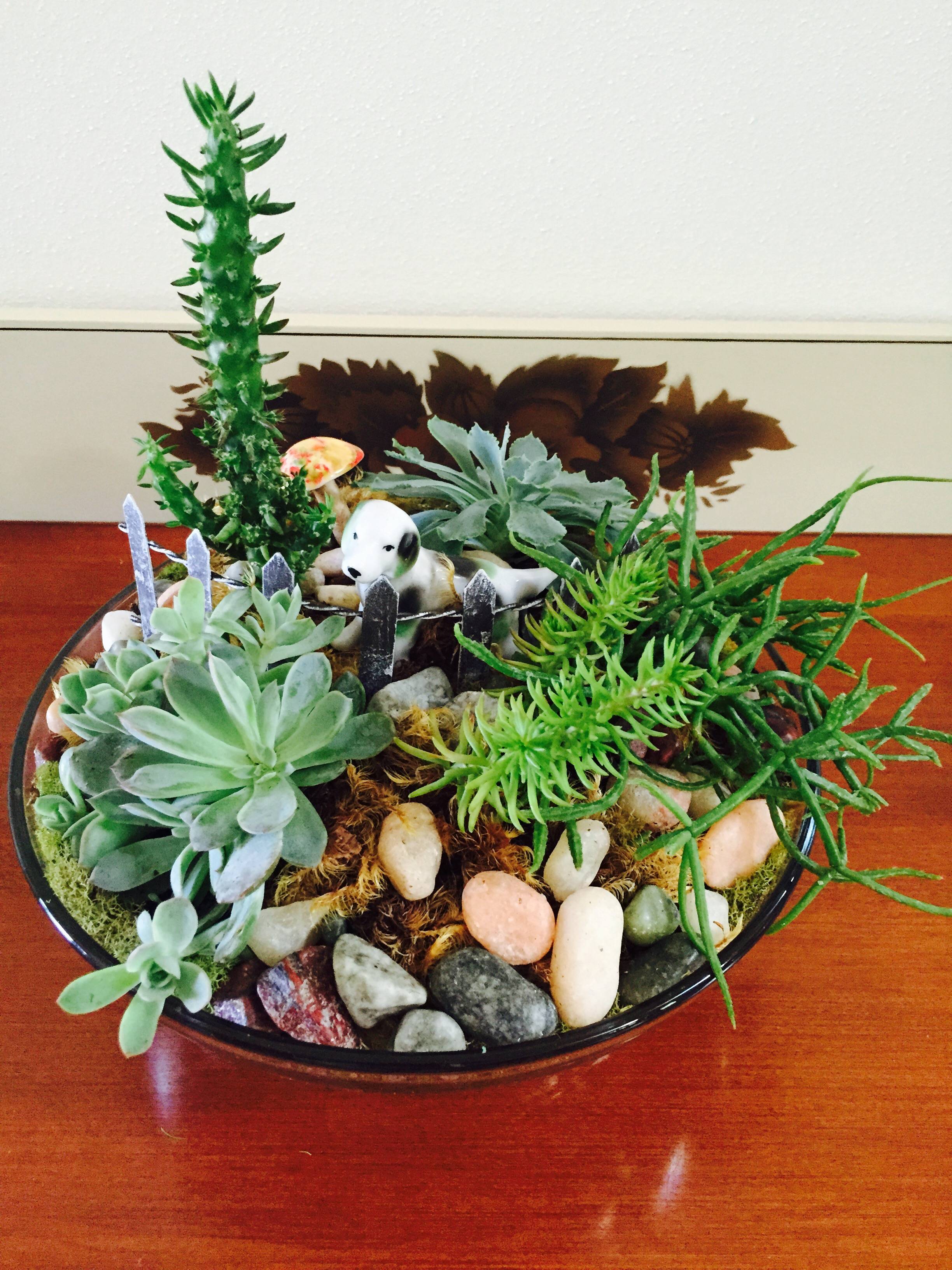 22 Succulent Dish Garden Plant Ideas To Consider SharonSable