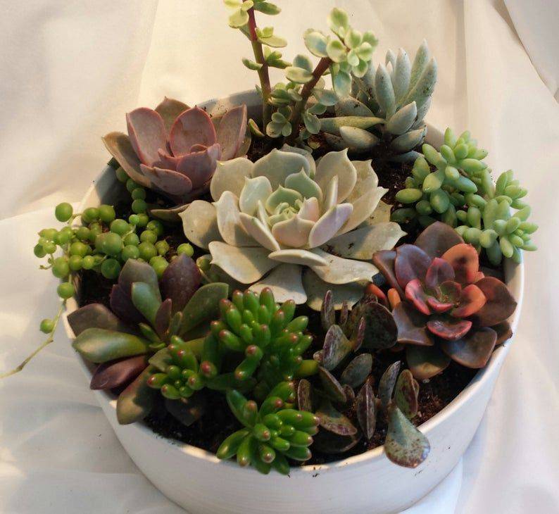 Lovely Succulent Dish Garden