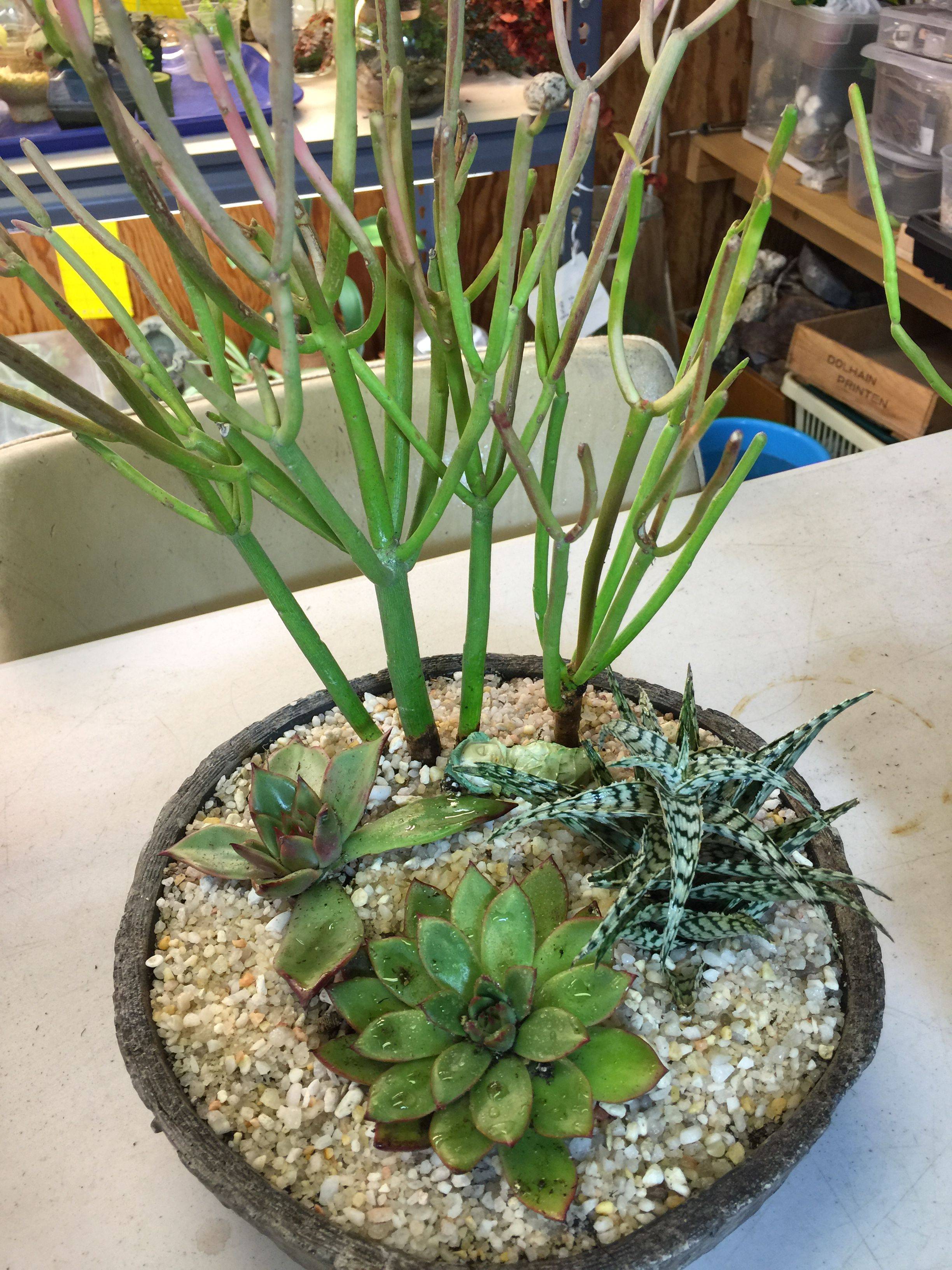 Succulent Container Garden Plans