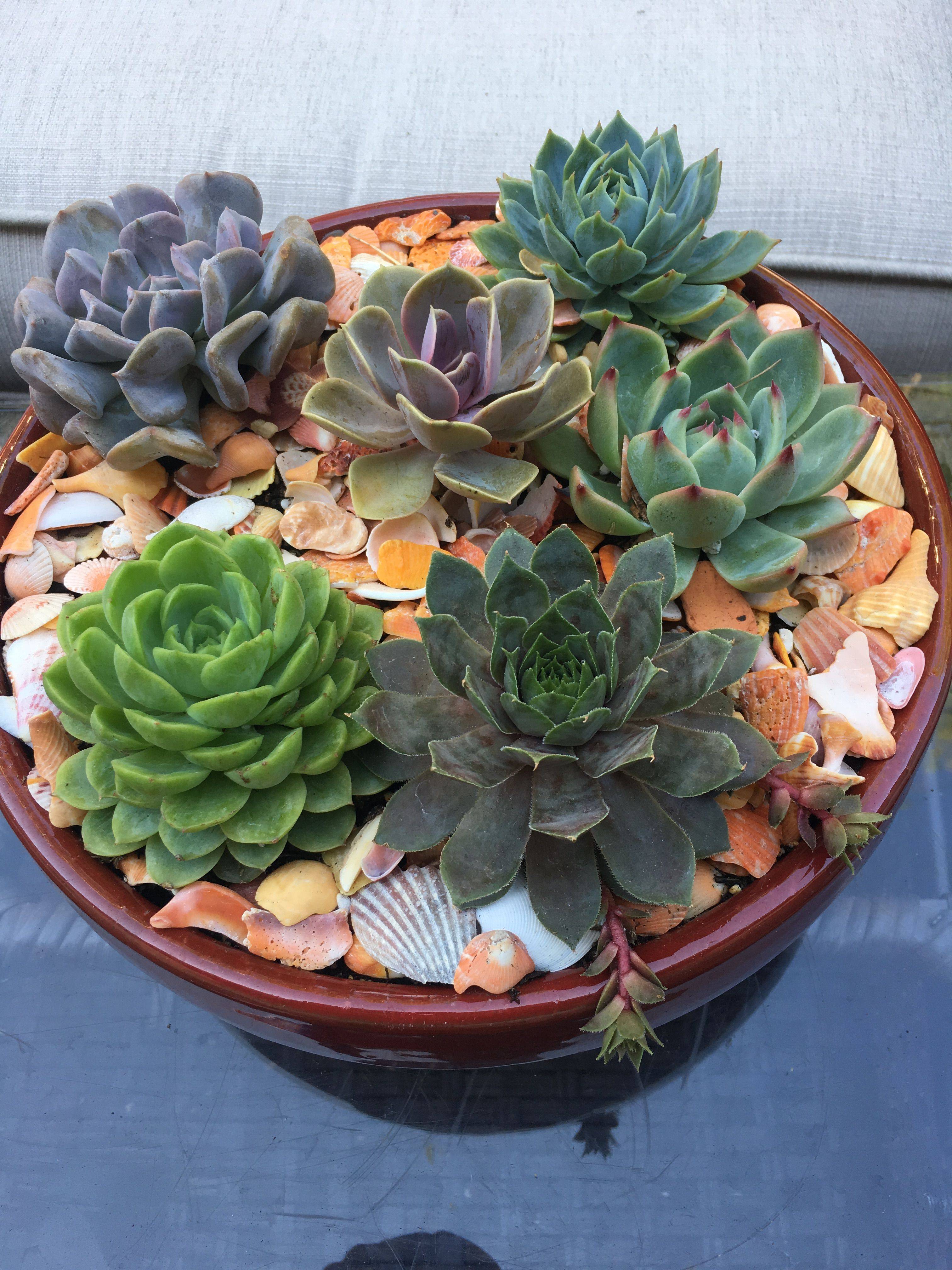 22 Succulent Dish Garden Plant Ideas To Consider SharonSable