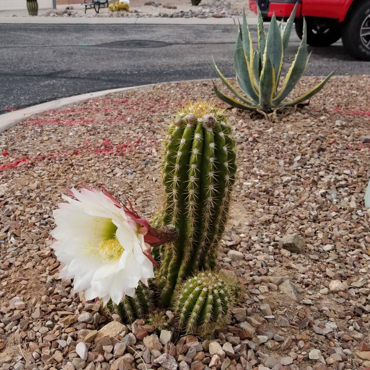 Cactus Garden Ideas