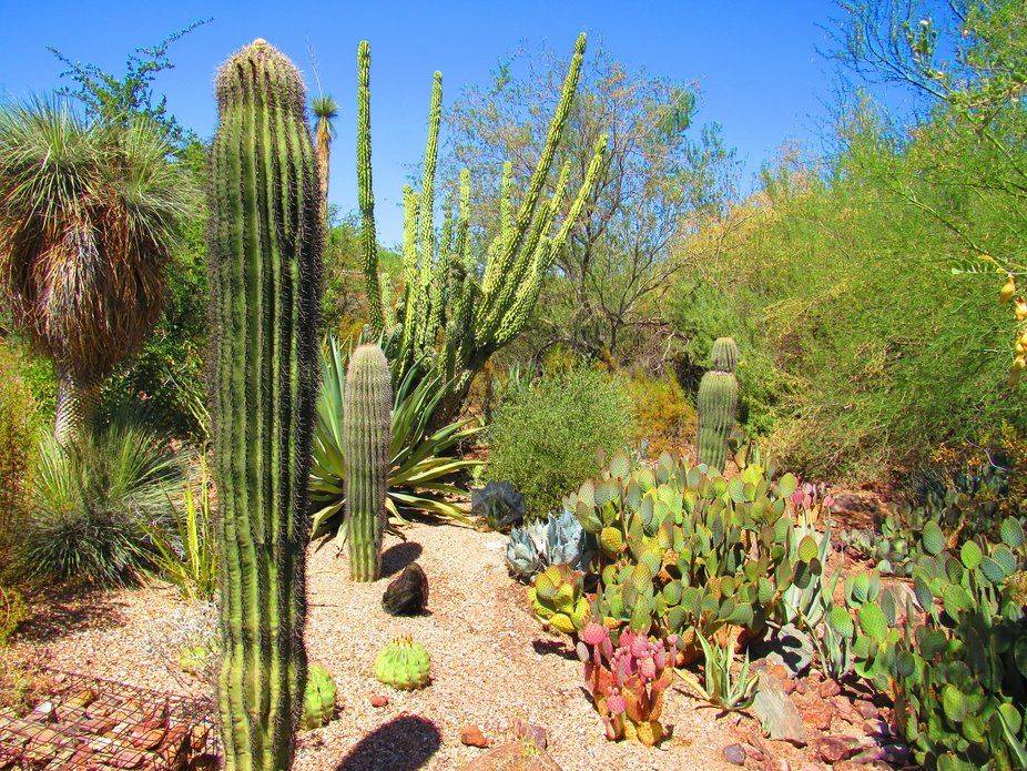Arizona Cactus Garden