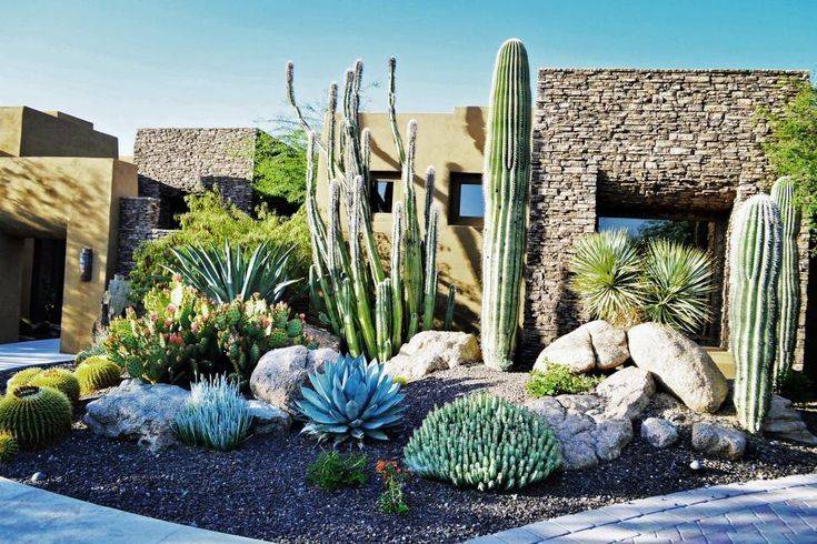 Arizona Cactus Gardenstanford Univ