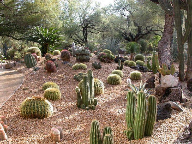 Arizona Cactus Garden