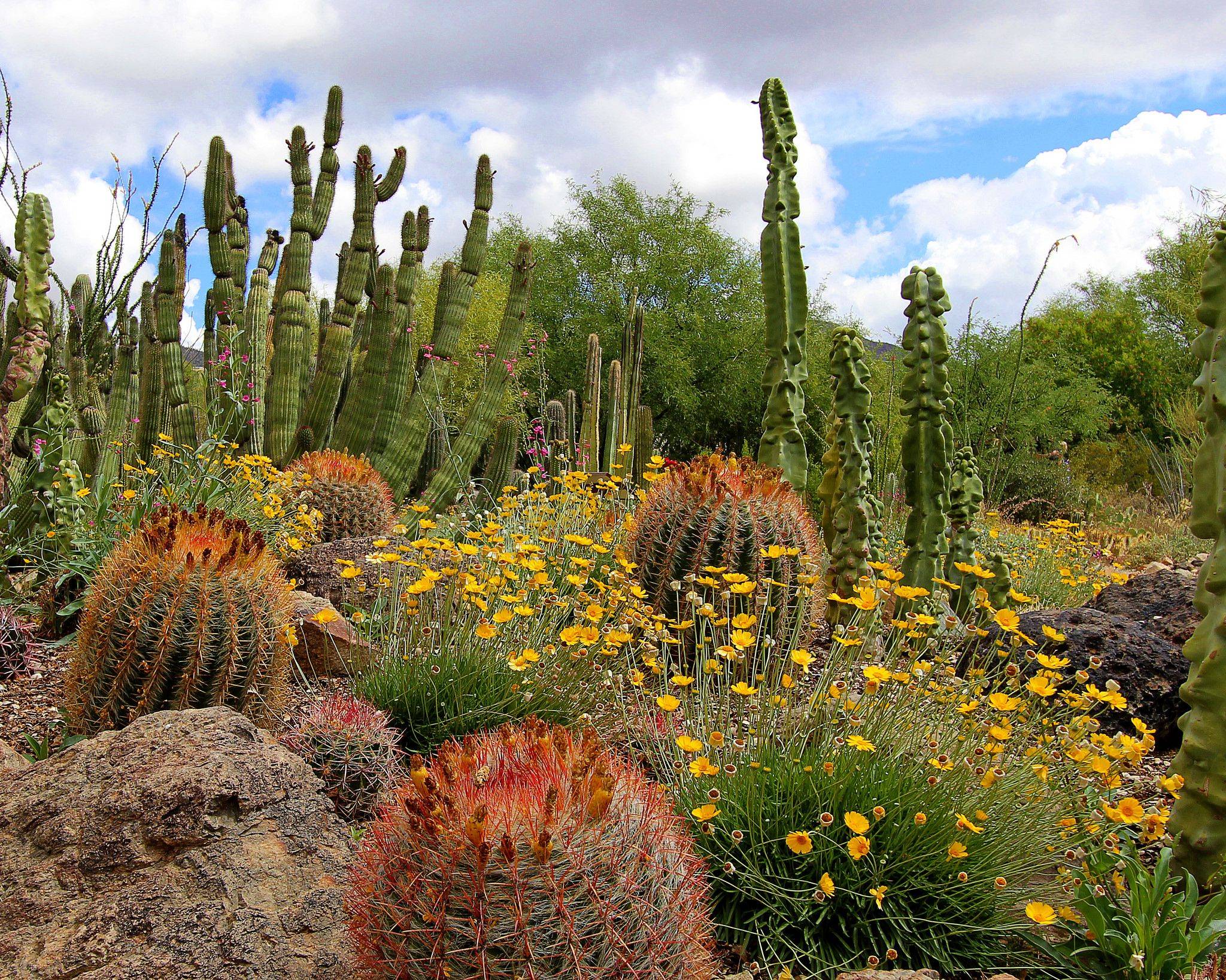 Arizona Desert Cactus Landscape Arizona Cactus Garden