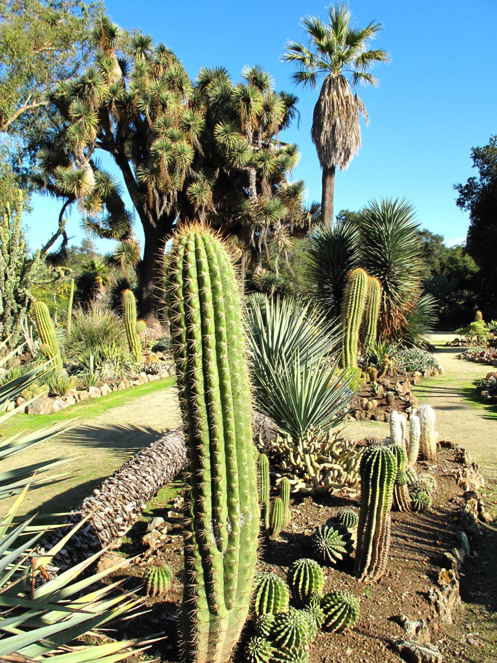 Beautiful Cactus Landscaping Ideas