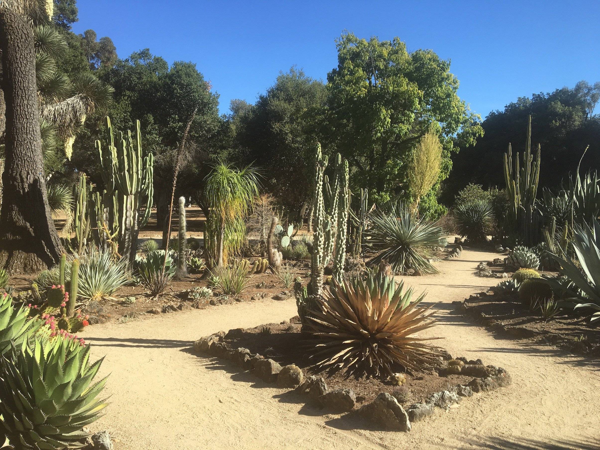 Arizona Cactus Garden