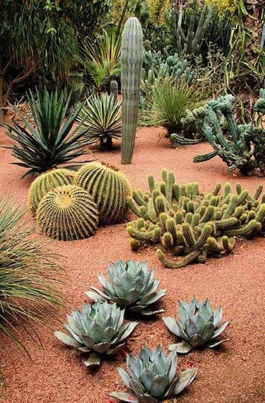 Sharp Cactus Garden Ideas