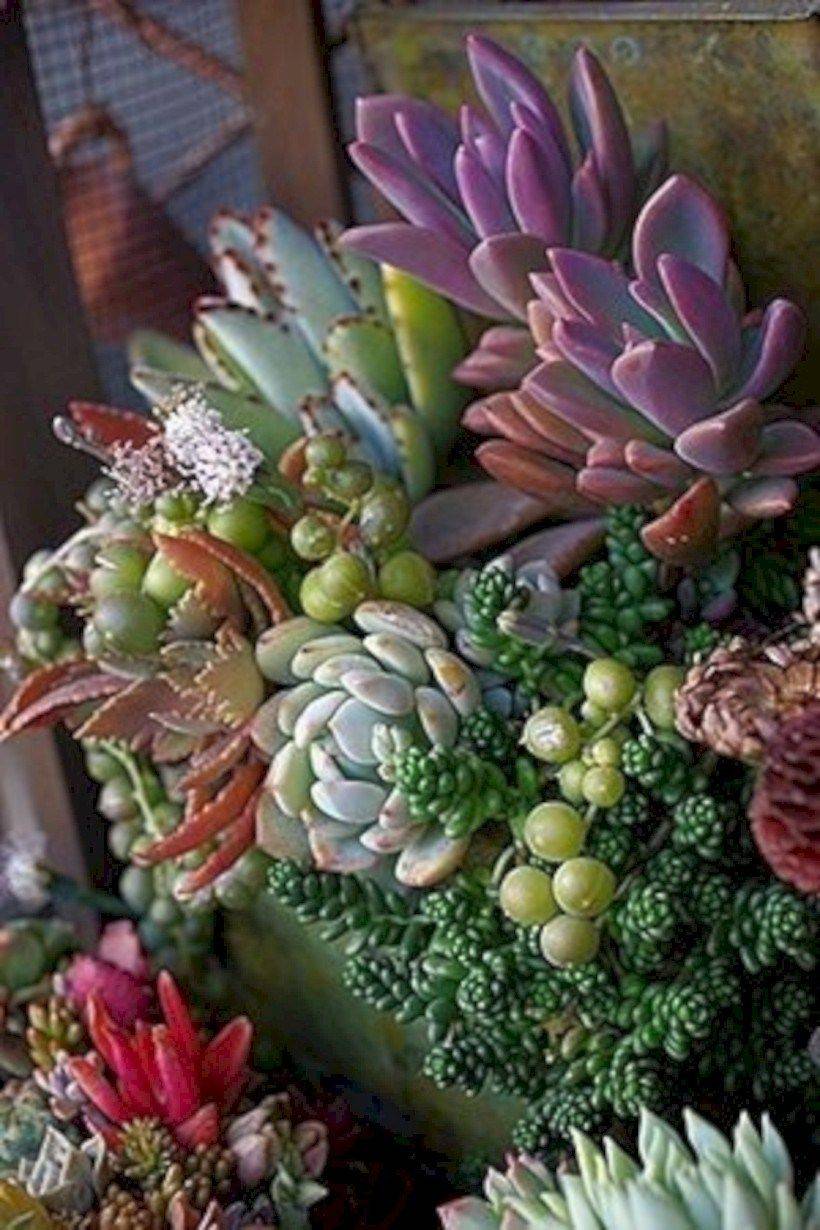 Catchy Outdoor Succulent Garden Ideas