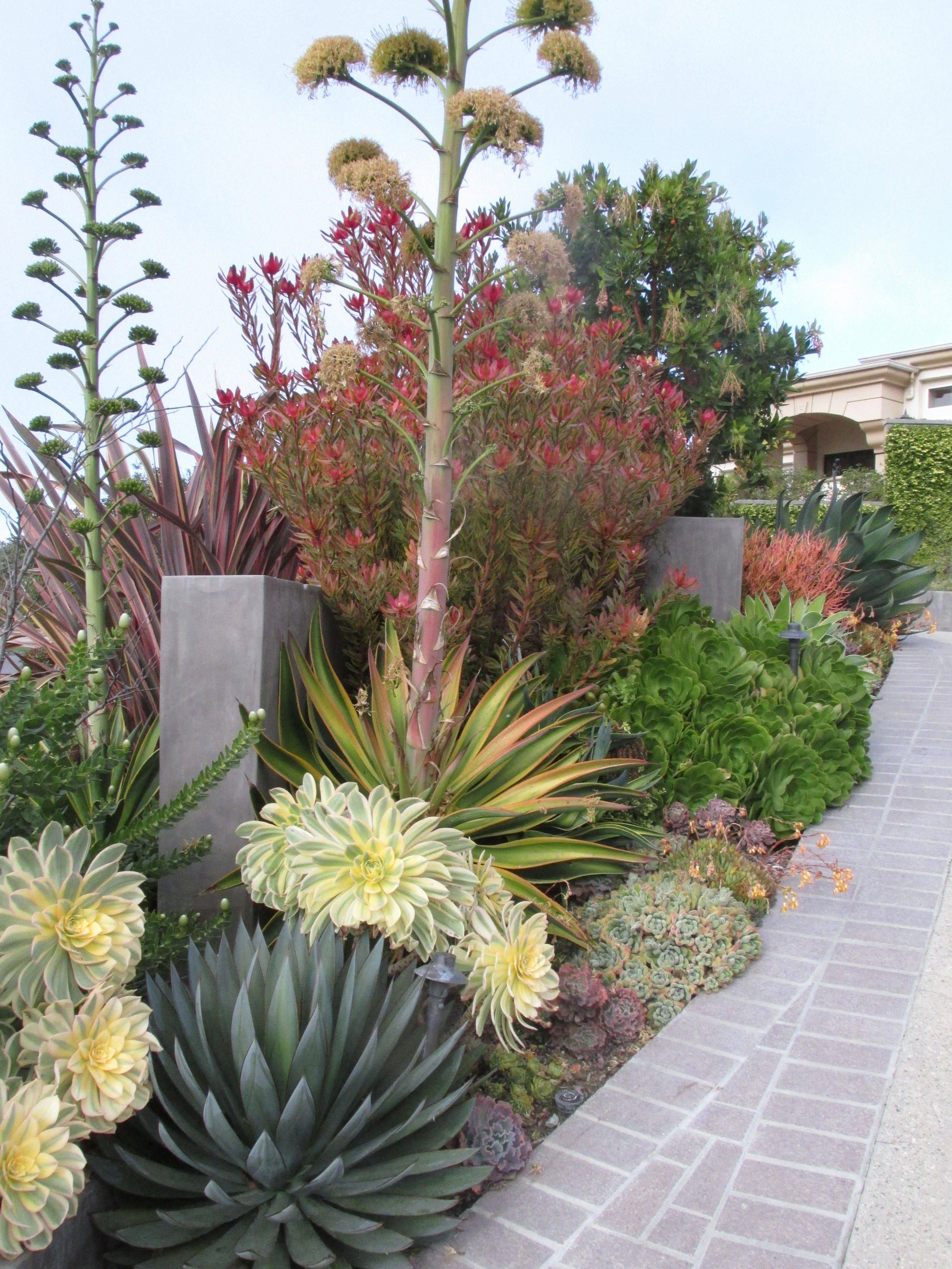 Beautiful Colorful Succulents Composition Garden Decor Ideas