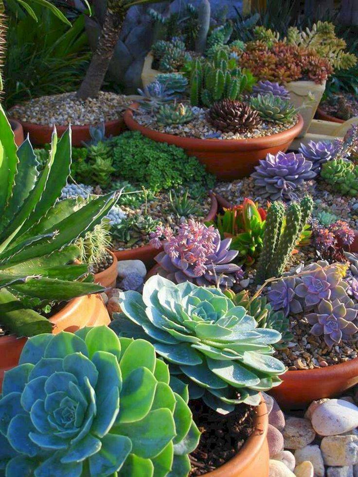 Beautiful Colorful Succulents Composition Garden Decor Ideas