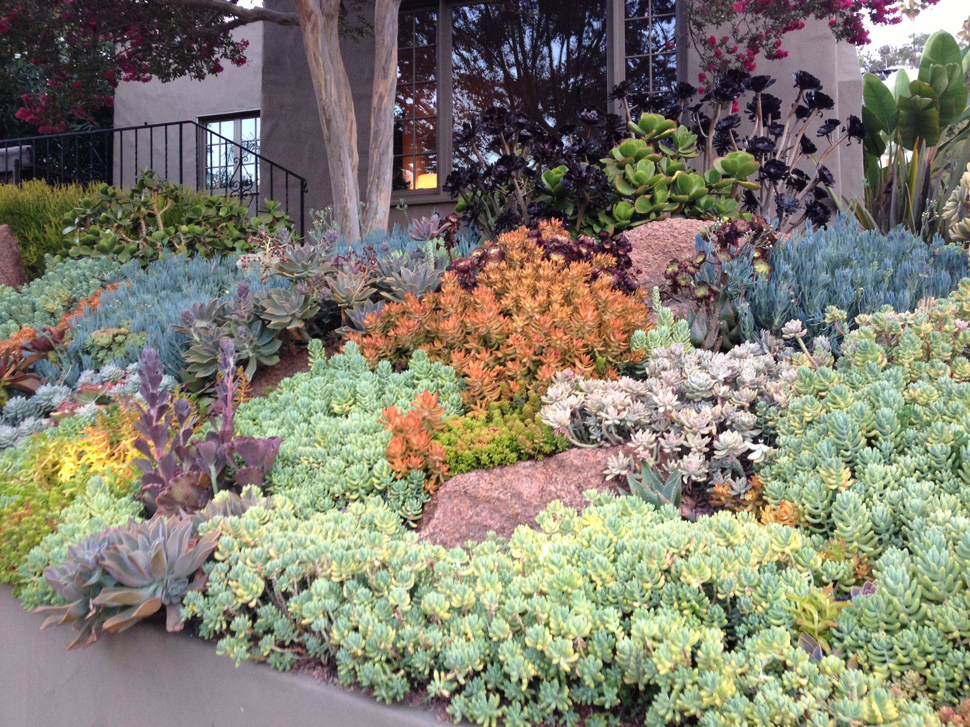 Best Succulent Garden Ideas