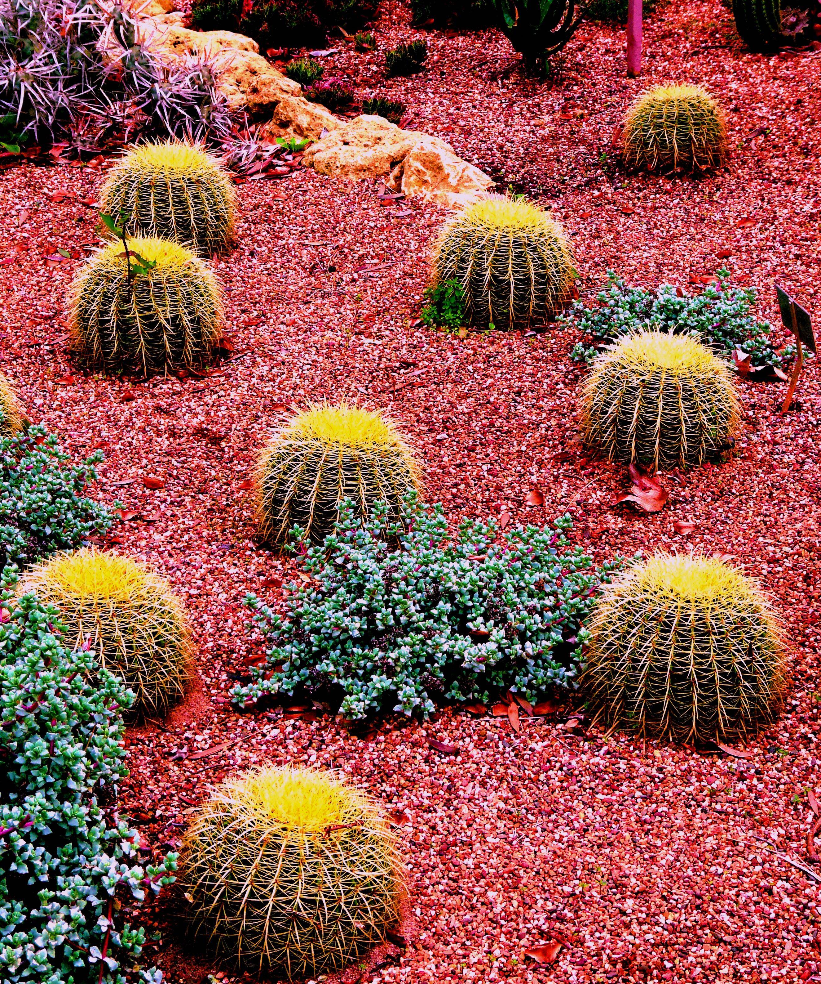 Cactus Gardens