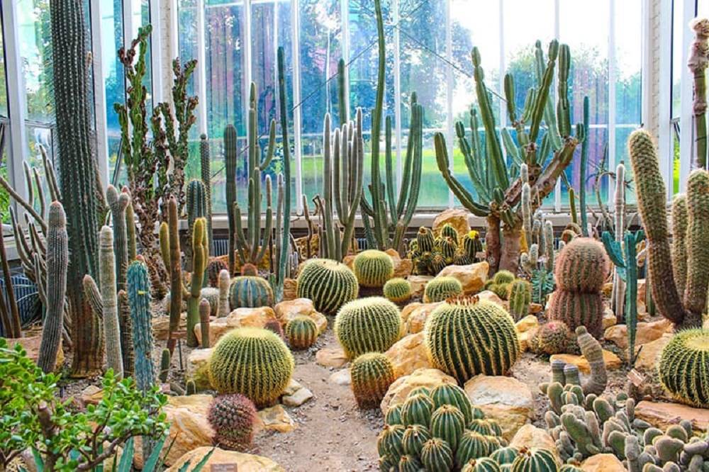 Colorful Cactus Gardens