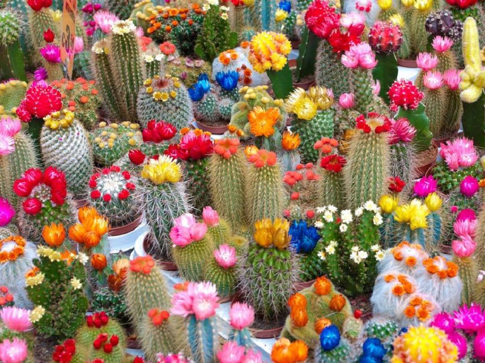 Colorful Succulents