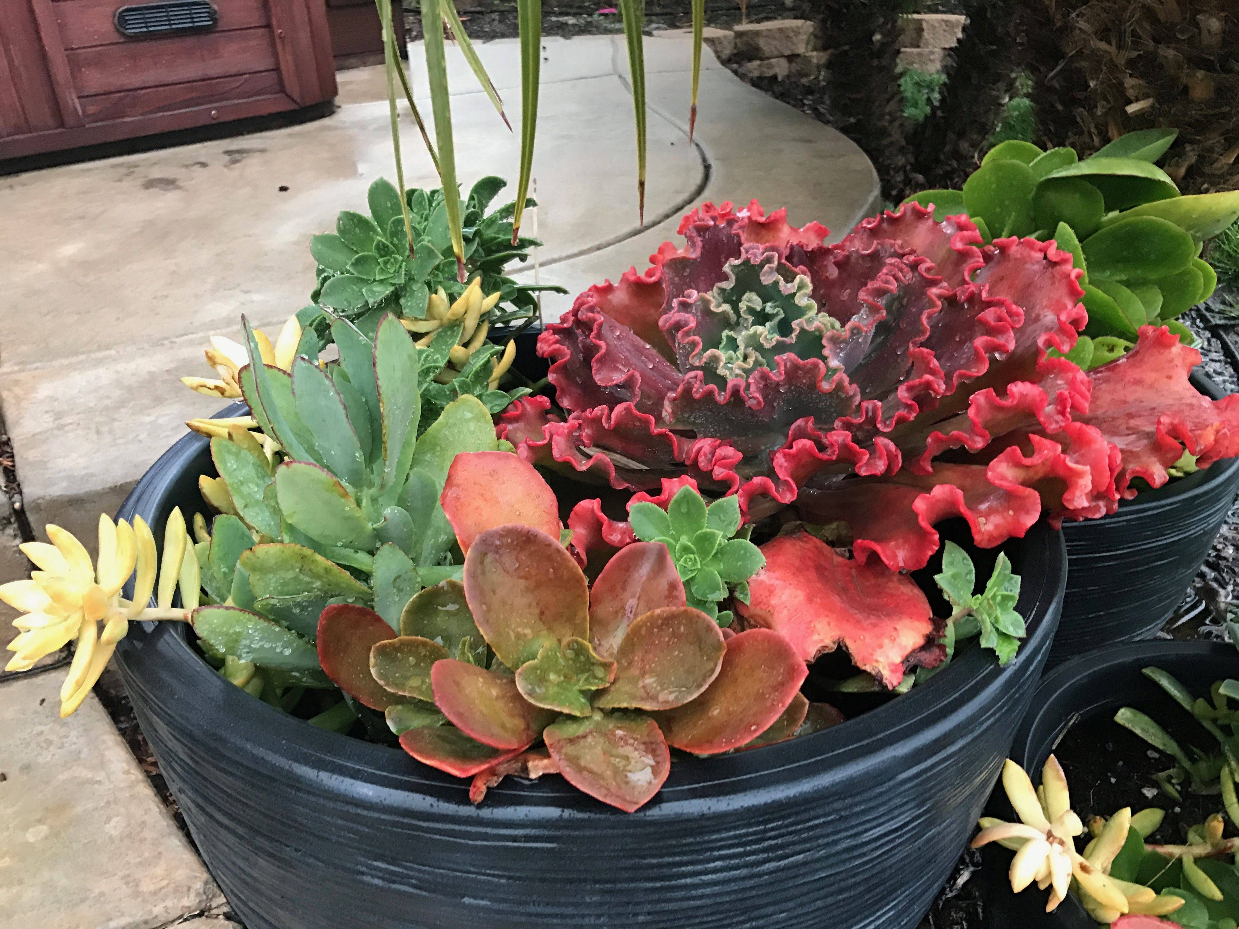Container Garden Succulents
