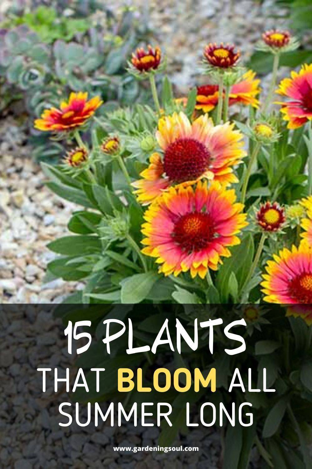 Short Perennials That Bloom