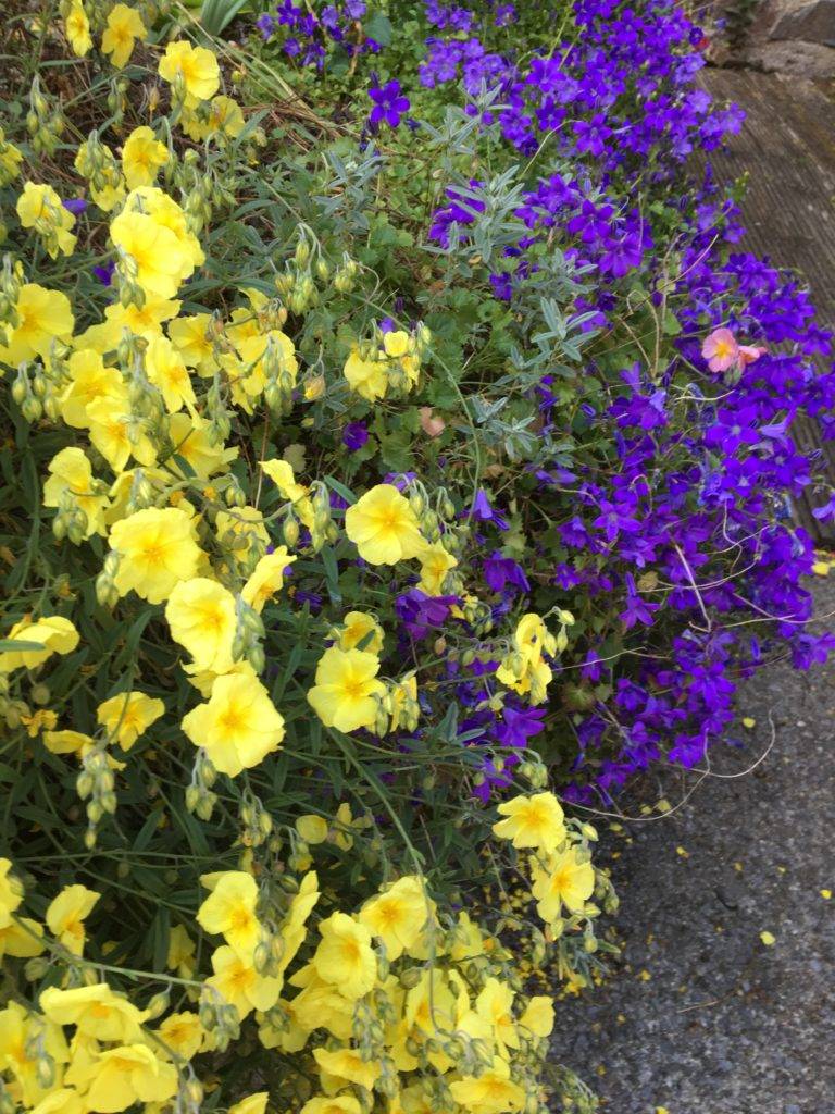 Vibrant Perennial Flowers That Bloom