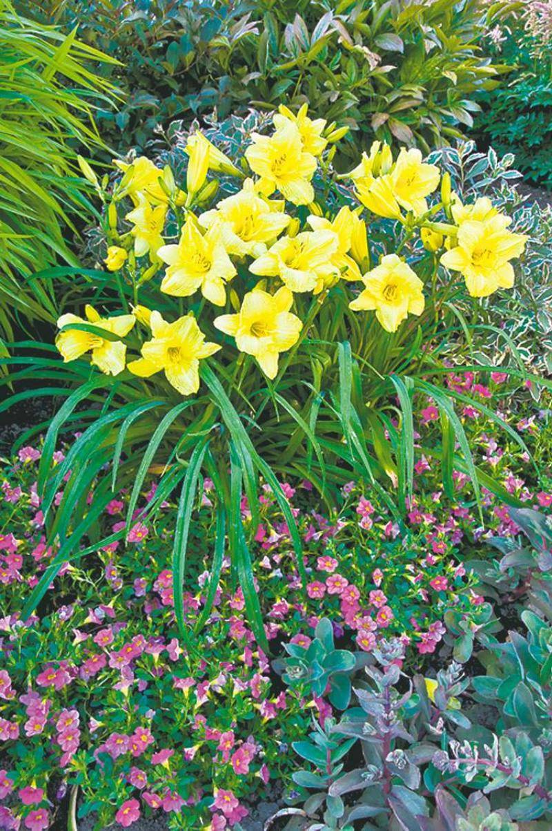 Vibrant Perennial Flowers That Bloom