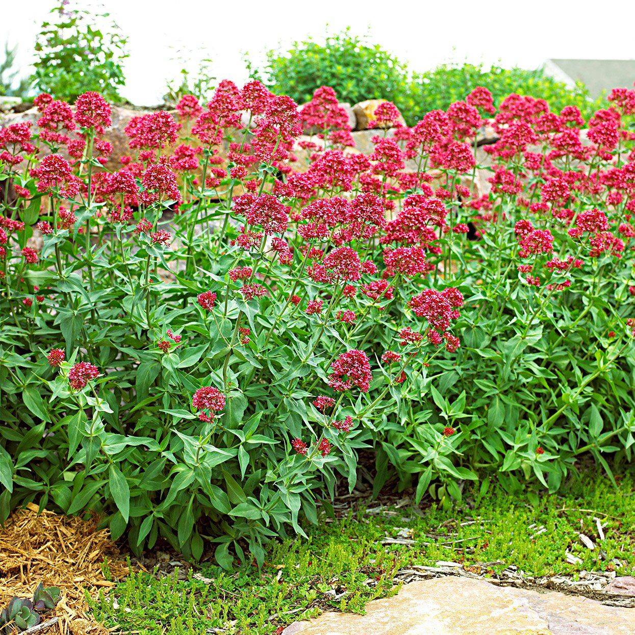 Perennial Plant Combinations