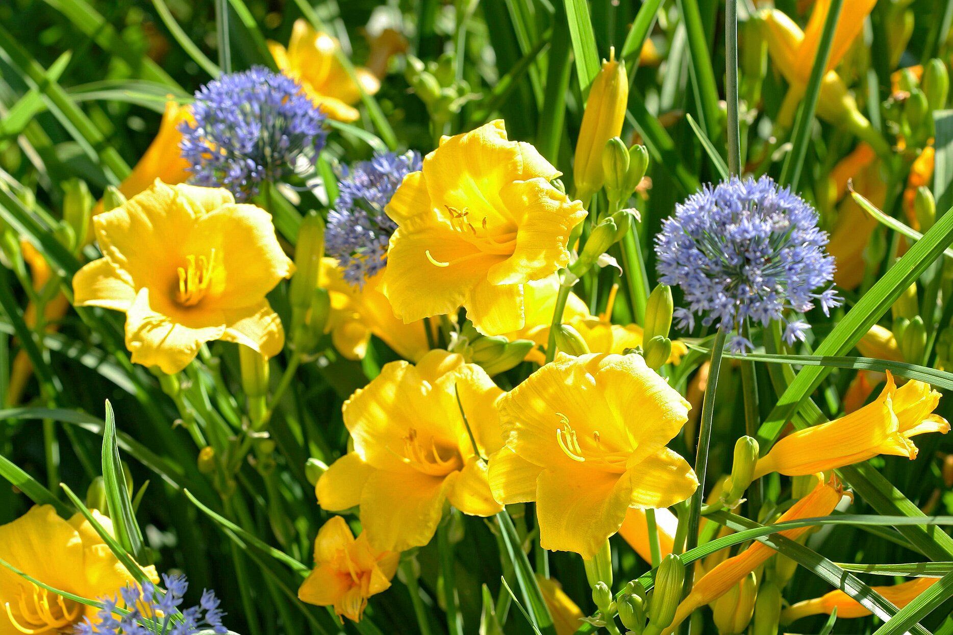 House Flower Beds Perennial Gardens Garden