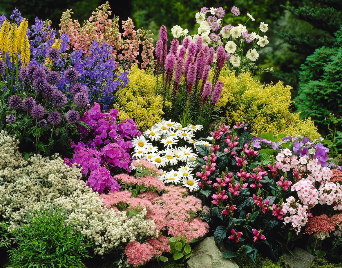 Summer Bloom