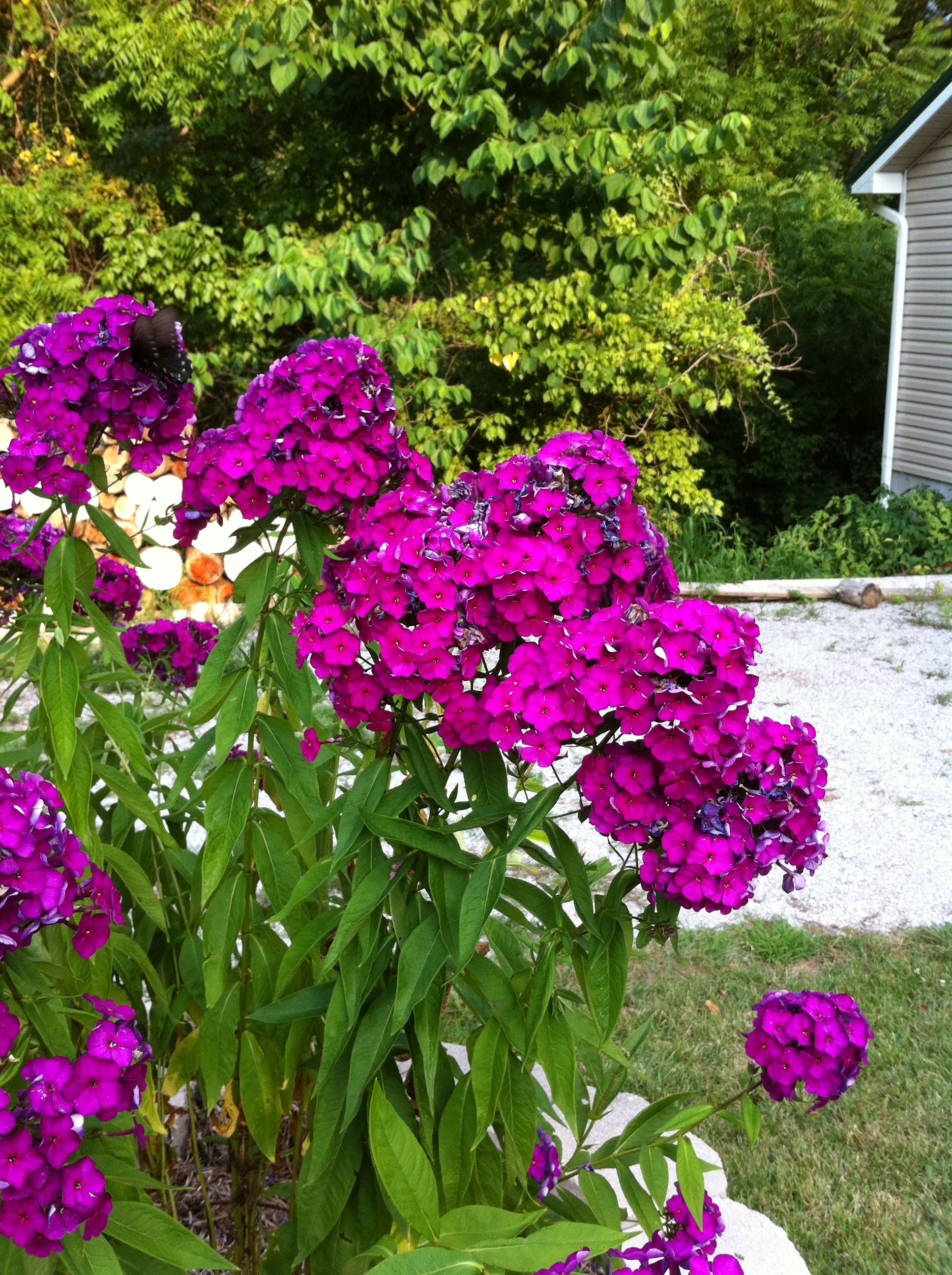 All Their Summer Glory
