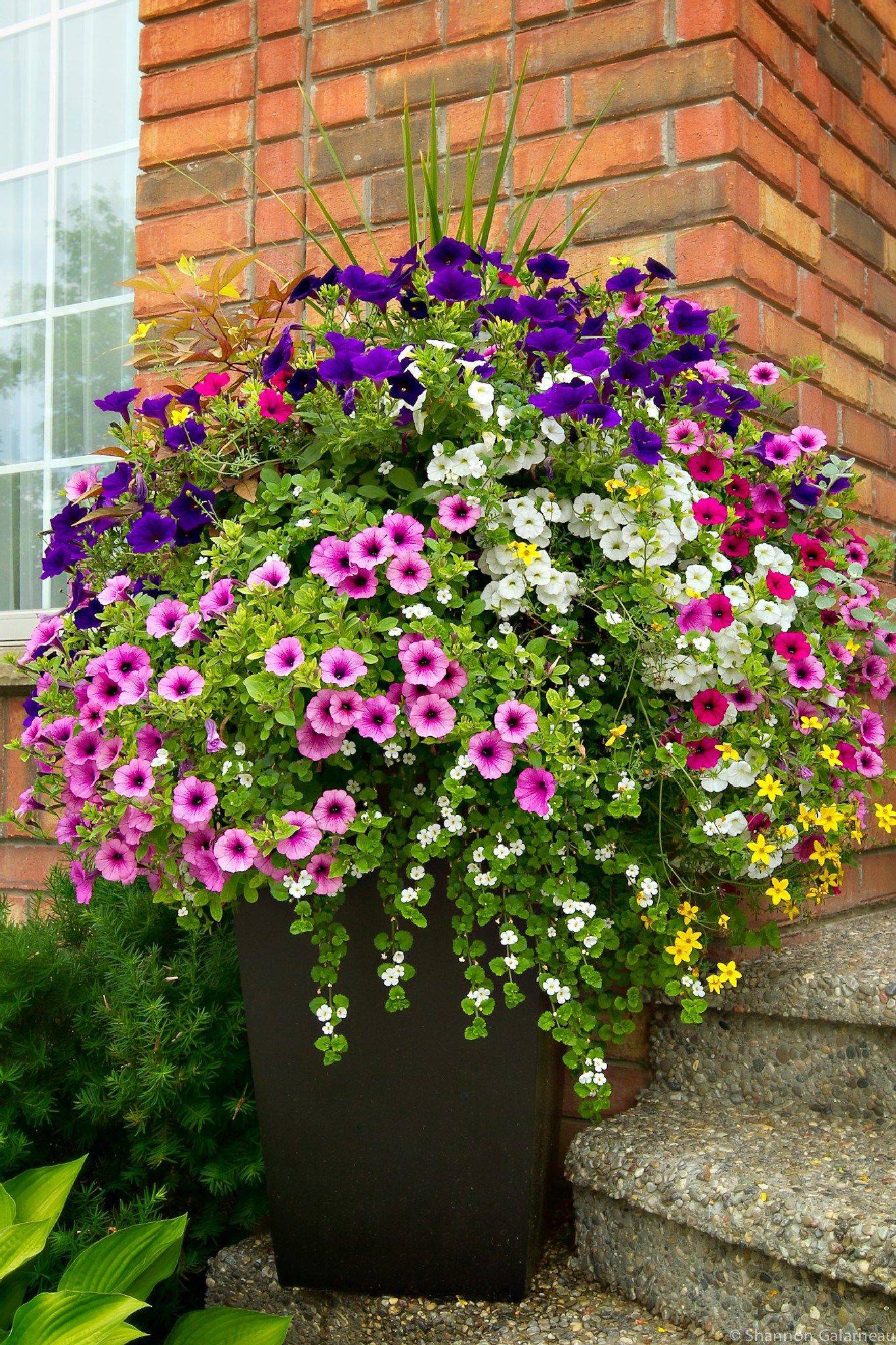 Awesome Beautiful Container Garden Flowers Ideas