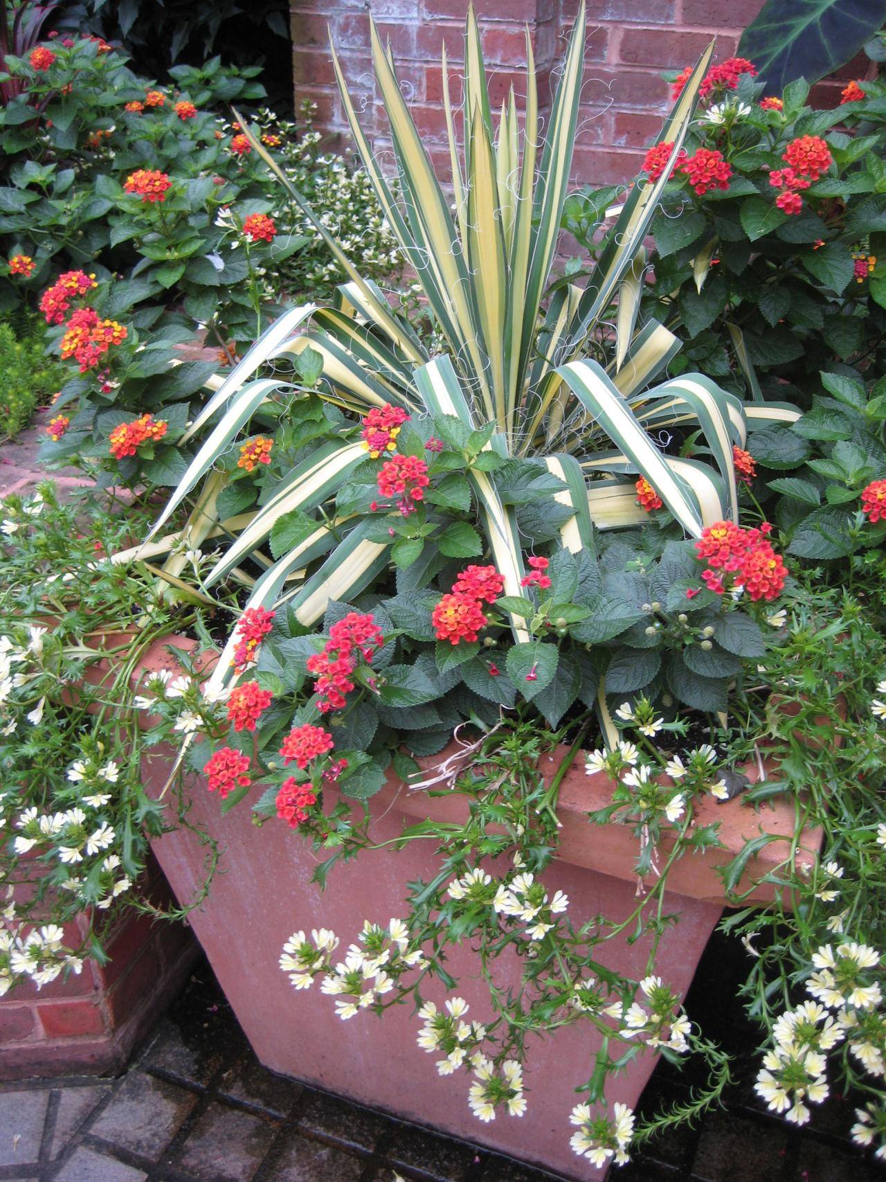 Simple Vegetable Garden Full Sun Container Plants
