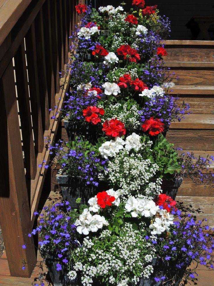 Amazing Flowers