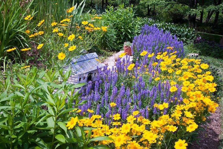 Perennial Flower Seeds