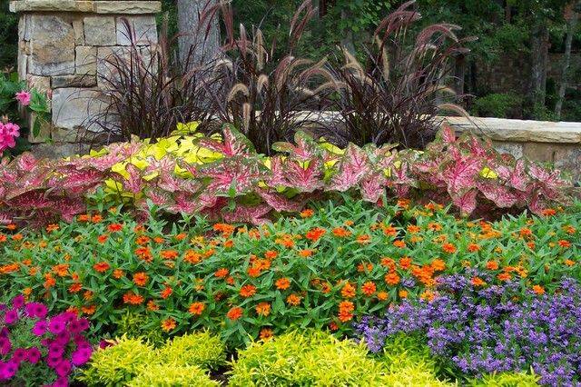 Summer Garden Flowers Blue Blue Annuals