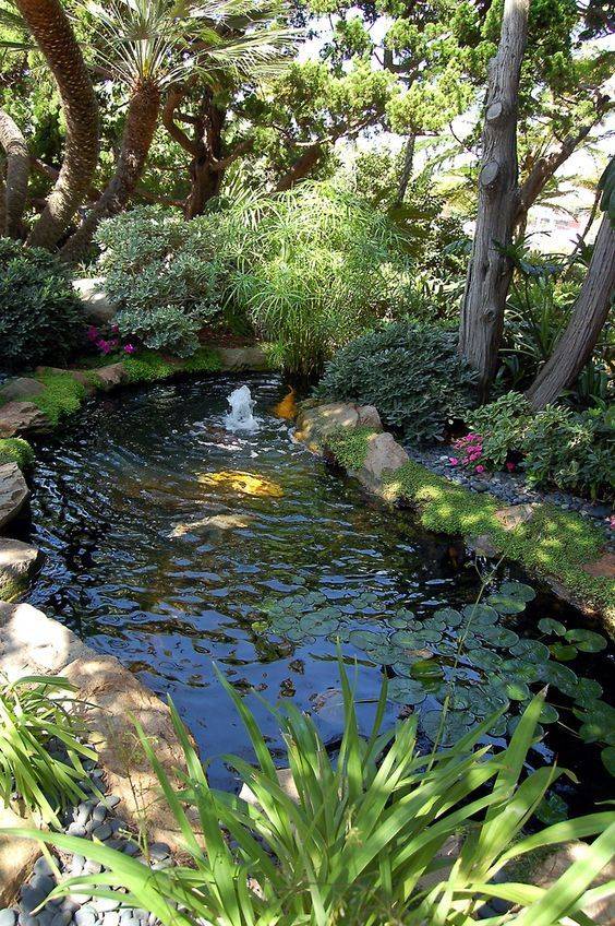 Bassin De Jardin