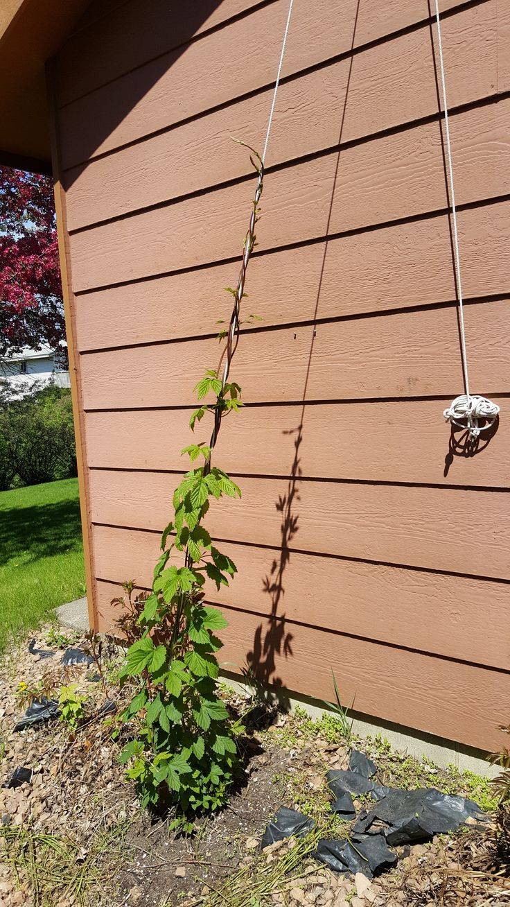 Best Hop Trellis Design Ideas Joeyjoeysocial