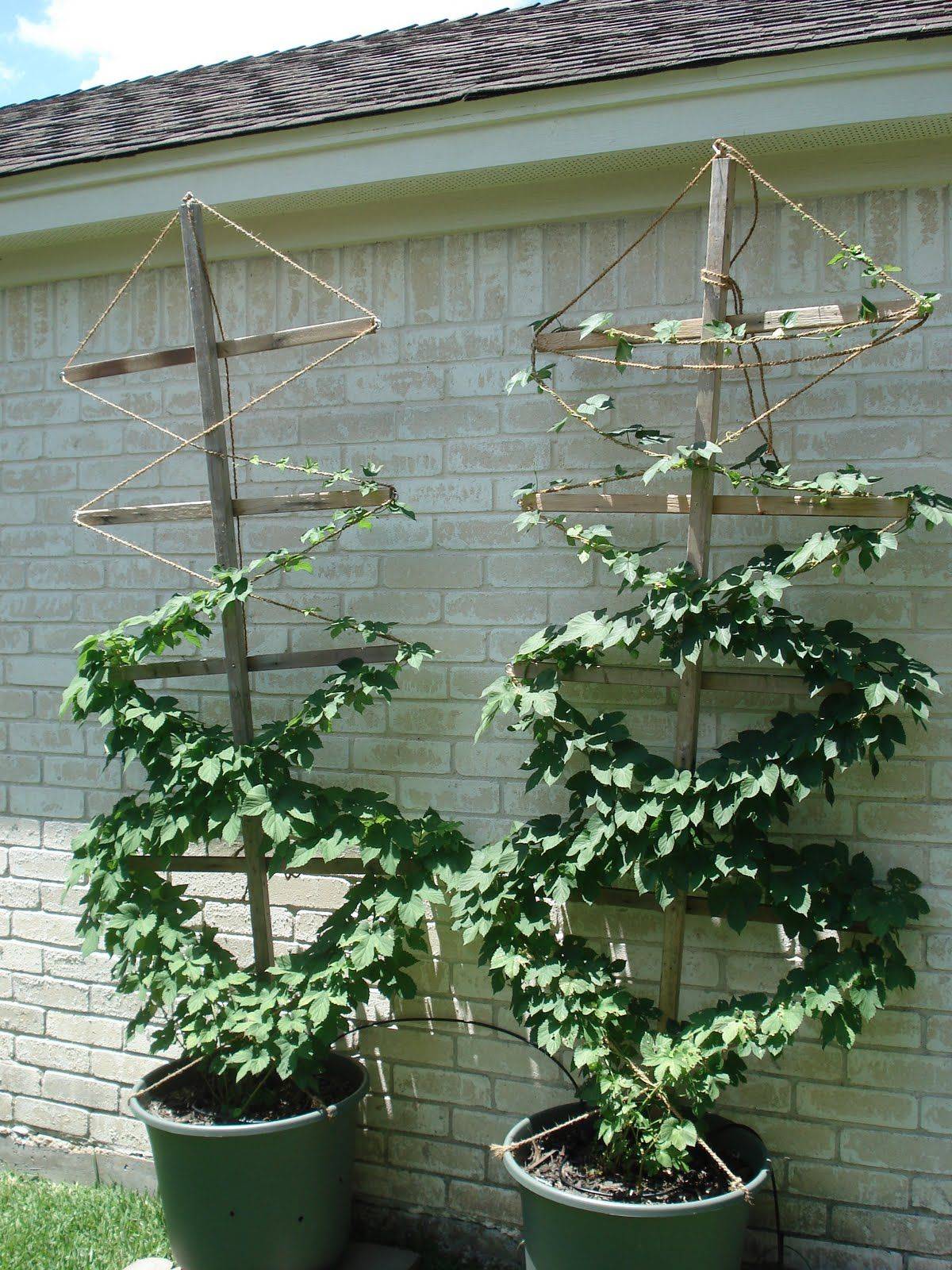 Pinterest Gardening