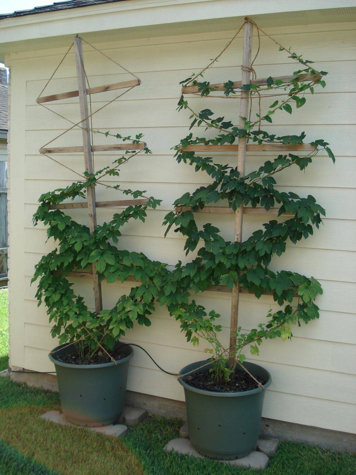 Pinterest Gardening