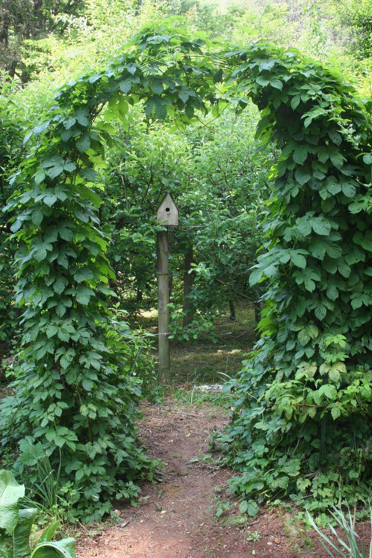 Pinterest Gardening