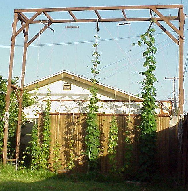 Backyard Walkway