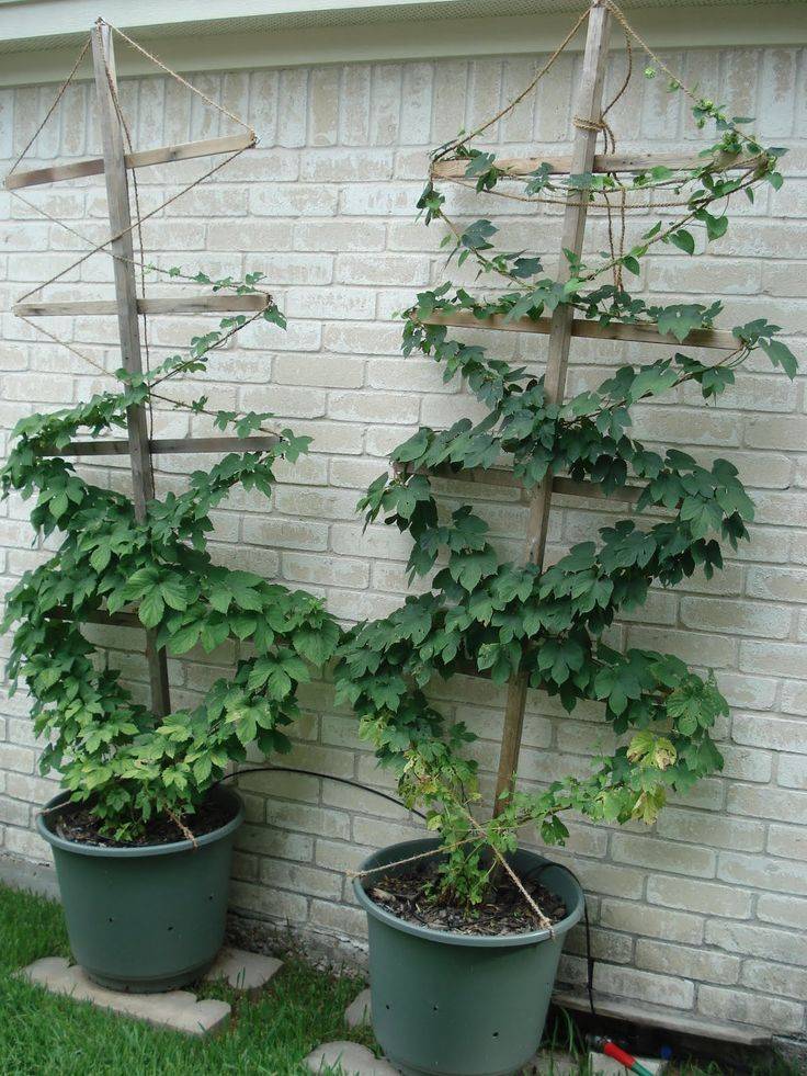 Pots Ideas Collection Hop Growing Trellis Design