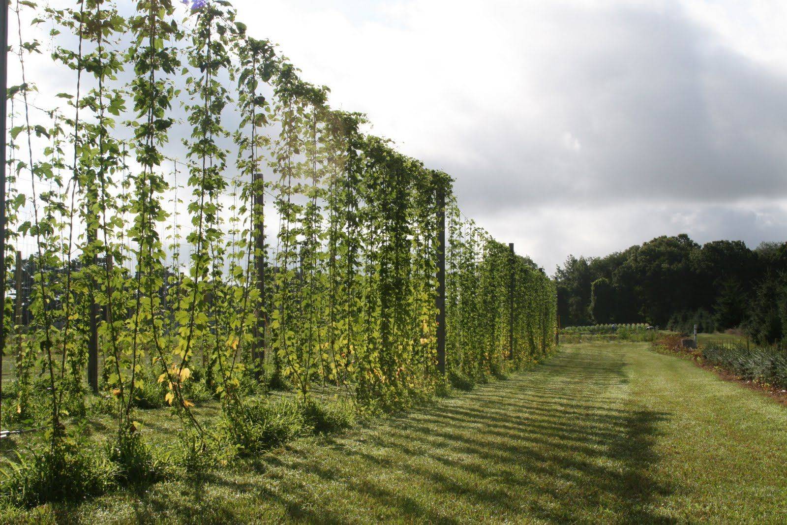 Pots Ideas Collection Hop Growing Trellis Design