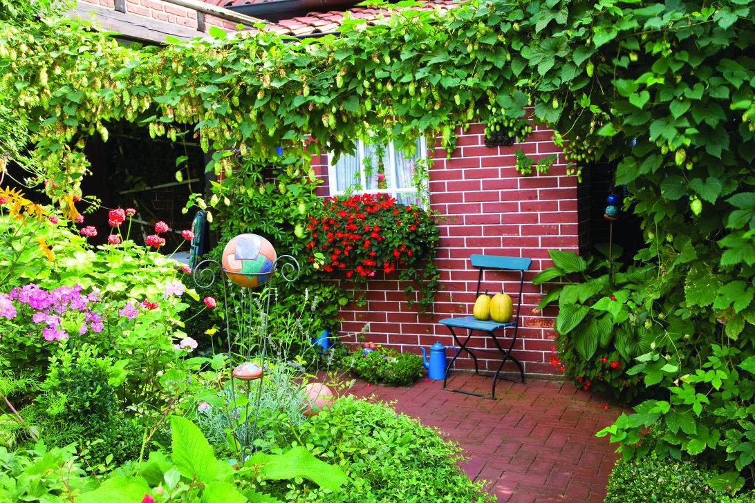 Hops Trellis